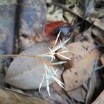 Voyria corymbosa Flor