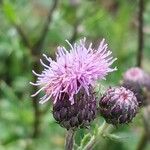 Cirsium arvenseFlors