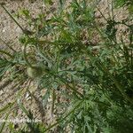 Papaver hybridum Feuille