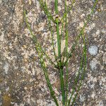 Equisetum ramosissimum Bark