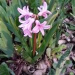 Hyacinthus orientalisFlower