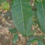 Ficus coronata Leaf