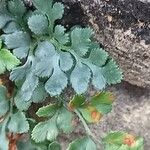 Asplenium ruta-muraria पत्ता