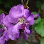 Leptospron adenanthum Λουλούδι