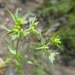 Euphorbia exigua Lubje