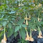 Brugmansia × candidaFlower