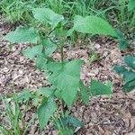 Lactuca floridana Hábito