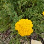 Achillea filipendulina Квітка