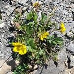 Geum reptans Habit