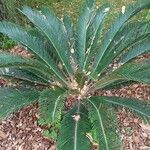 Cycas revoluta - Thunbबार्क (छाल)