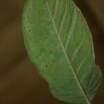Siparuna decipiens Yaprak