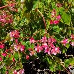 Begonia minorBlüte