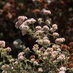 Eriogonum parvifolium Hábito