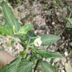 Solanum americanum Floare