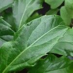 Ocimum carnosum Frunză