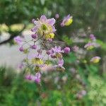 Thalictrum delavayi Кветка