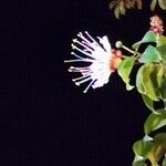 Lafoensia acuminata Flor