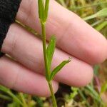 Valeriana dentata पत्ता