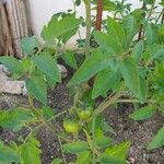 Solanum lycopersicum Fruit