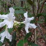 Cordia taguahyensis