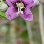 Lycium chinense Λουλούδι