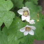 Rubus parviflorus 花