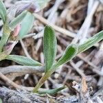 Polygonum paronychioides Leaf