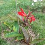 Canna x generalis Flower