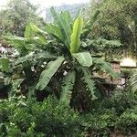 Musa acuminata Feuille