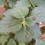 Lantana camaraFolha