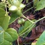 Plukenetia volubilis Fruit