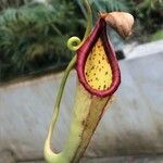Nepenthes mirabilis Drugo