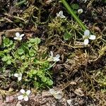 Cardamine bellidifolia عادت