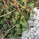 Rumex scutatus Hoja