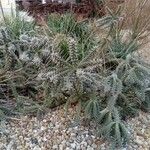 Cylindropuntia imbricata Leaf