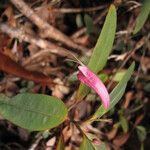 Graptophyllum macrostemon Квітка