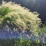 Achnatherum calamagrostis 花