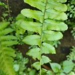 Asplenium platyneuronΦύλλο