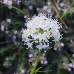 Valeriana apula Flower