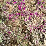 Dalea formosa Habit