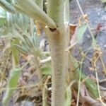 Phlomis italica Φλοιός