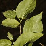Morus celtidifolia Blatt