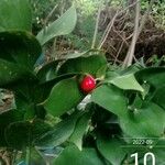 Ruscus hypoglossum Frukto