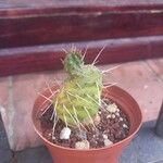 Opuntia fragilis 整株植物