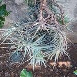 Tillandsia recurvata برگ