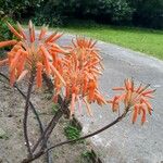 Aloe maculata Floare