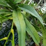 Angraecum sesquipedale Leaf
