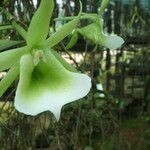 Angraecum eichlerianum Flower