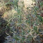 Sarcopoterium spinosum Mosusu