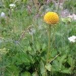 Leucanthemum virgatum 花